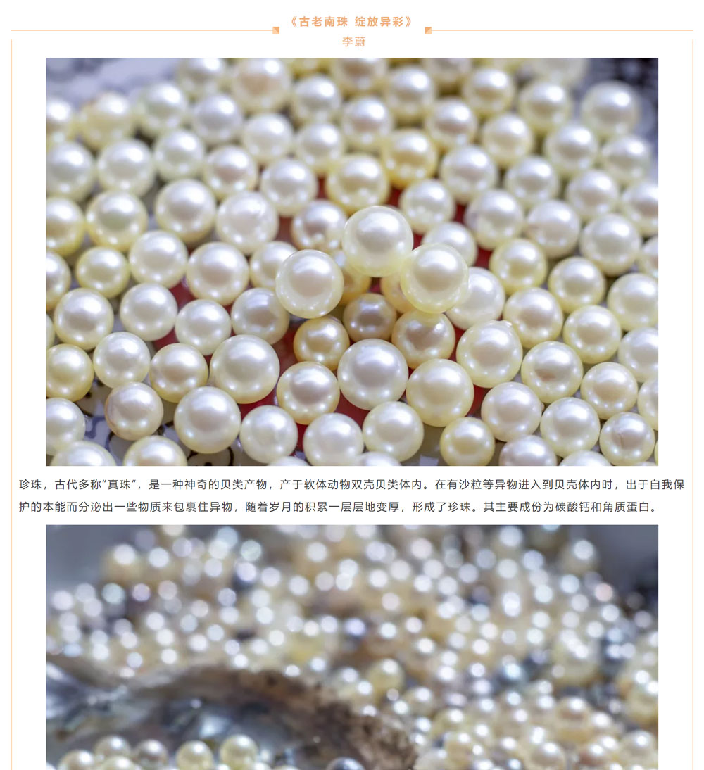 古老南珠，綻放異彩